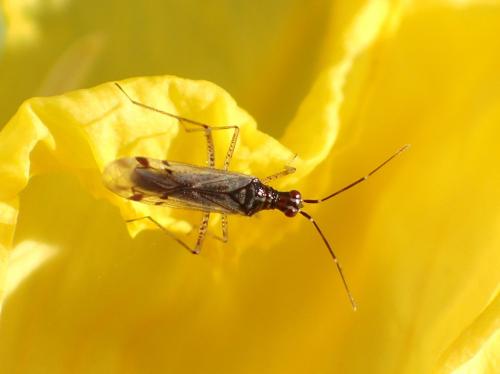 Réf. 263 264 : Dicyphus sp.